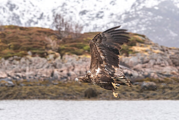 eagle in flight