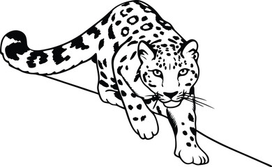 Snow Leopard Line Art: Majestic snow leopard illustration, elegant, powerful, and poised, ready to pounce. The detailed line art captures the feline's unique spotted coat and intense gaze.