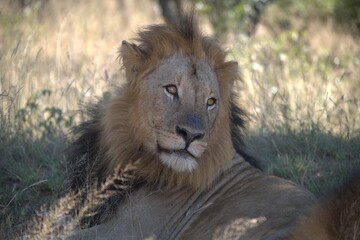 Dominant Male Lion Guarding Territory – Animal of Africa