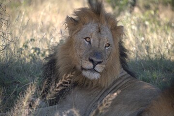 Dominant Male Lion Guarding Territory – Animal of Africa