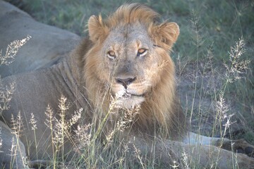 Dominant Male Lion Guarding Territory – Animal of Africa