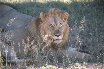 Dominant Male Lion Guarding Territory – Animal of Africa