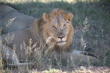 Dominant Male Lion Guarding Territory – Animal of Africa
