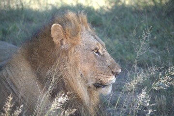 Dominant Male Lion Guarding Territory – Animal of Africa