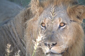 Dominant Male Lion Guarding Territory – Animal of Africa