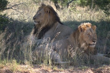 Dominant Male Lion Guarding Territory – Animal of Africa