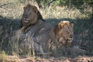 Dominant Male Lion Guarding Territory – Animal of Africa