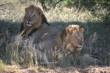 Dominant Male Lion Guarding Territory – Animal of Africa