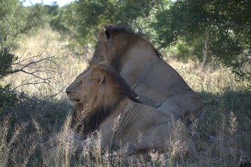 Dominant Male Lion Guarding Territory – Animal of Africa