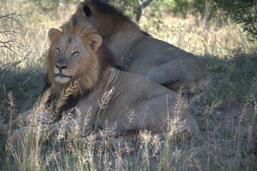Dominant Male Lion Guarding Territory – Animal of Africa