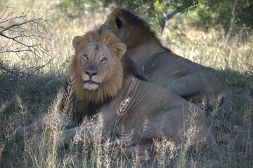 Dominant Male Lion Guarding Territory – Animal of Africa