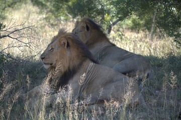 Dominant Male Lion Guarding Territory – Animal of Africa