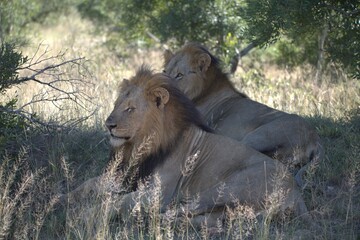 Dominant Male Lion Guarding Territory – Animal of Africa