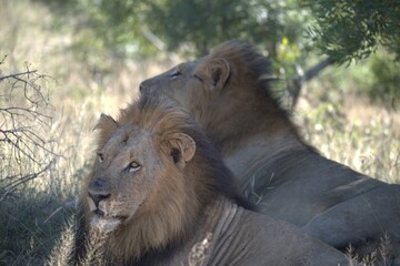 Dominant Male Lion Guarding Territory – Animal of Africa