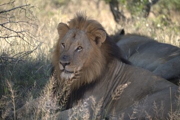Dominant Male Lion Guarding Territory – Animal of Africa