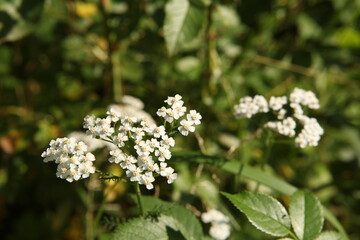 Yarrow, Achillea millefolium blooming in a sunny meadow. White clustered flowers on a soft green background with copy space. Ideal for nature designs, herbal themes, and summer visuals.