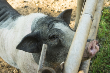 Pig eating fresh grass in domestic farm.
