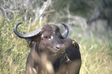 buffalo in Savanna , Animal of Africa