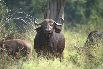 buffalo in Savanna , Animal of Africa