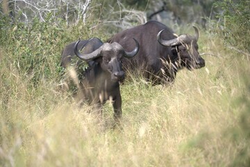 buffalo in Savanna , Animal of Africa