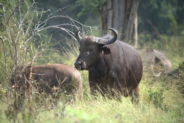 buffalo in Savanna , Animal of Africa