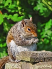 A cute squirrel sits on a wooden post, nibbling on a nut with its tiny paws.
