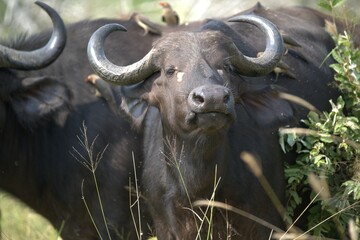 buffalo in Savanna , Animal of Africa