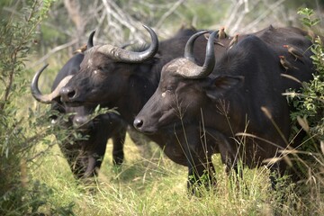 buffalo in Savanna , Animal of Africa