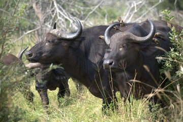 buffalo in Savanna , Animal of Africa