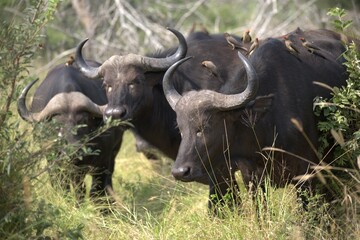 buffalo in Savanna , Animal of Africa