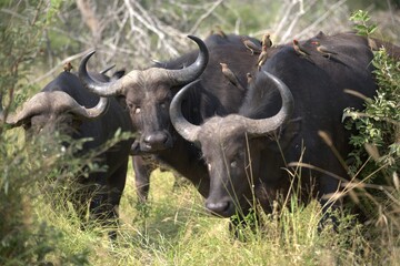 buffalo in Savanna , Animal of Africa