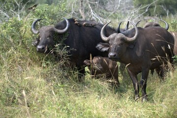 buffalo in Savanna , Animal of Africa