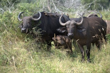 buffalo in Savanna , Animal of Africa