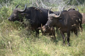 buffalo in Savanna , Animal of Africa