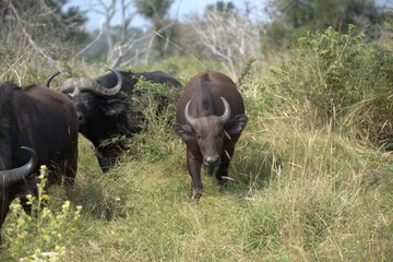 buffalo in Savanna , Animal of Africa