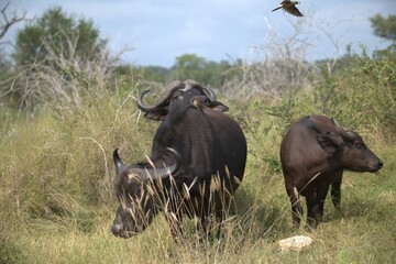 buffalo in Savanna , Animal of Africa