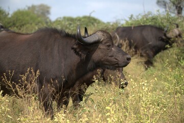 Obraz premium buffalo in Savanna , Animal of Africa