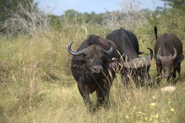 buffalo in Savanna , Animal of Africa