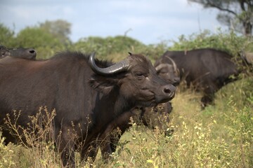 buffalo in Savanna , Animal of Africa