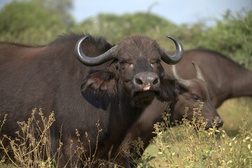 buffalo in Savanna , Animal of Africa