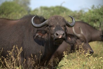 buffalo in Savanna , Animal of Africa