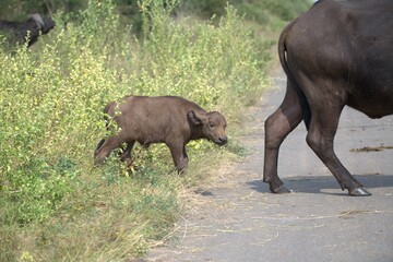 buffalo in Savanna , Animal of Africa