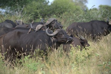 buffalo in the road, Savanna , Animal of Africa
