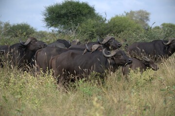 buffalo in the road, Savanna , Animal of Africa