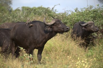 buffalo in the road, Savanna , Animal of Africa