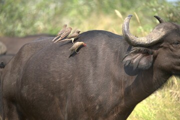 buffalo in the road, Savanna , Animal of Africa