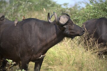 buffalo in the road, Savanna , Animal of Africa