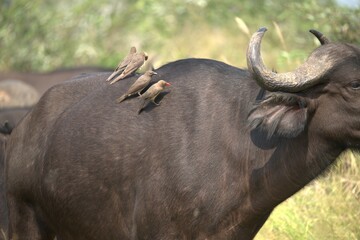 buffalo in the road, Savanna , Animal of Africa