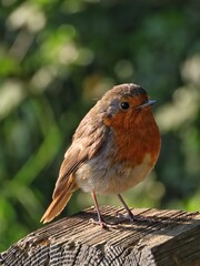 A gentle and intimate portrait of a European Robin, captured in soft focus to emphasize its delicate features. 