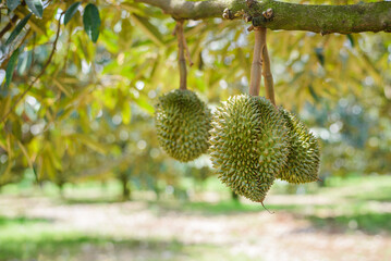 Durian fruit on green blur background